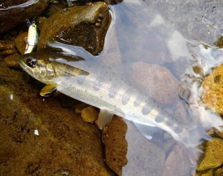 渓流ミノーイング